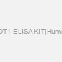 CDT1 ELISA KIT|Human